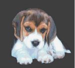 Beagle Pup (image for) Beagle Pup